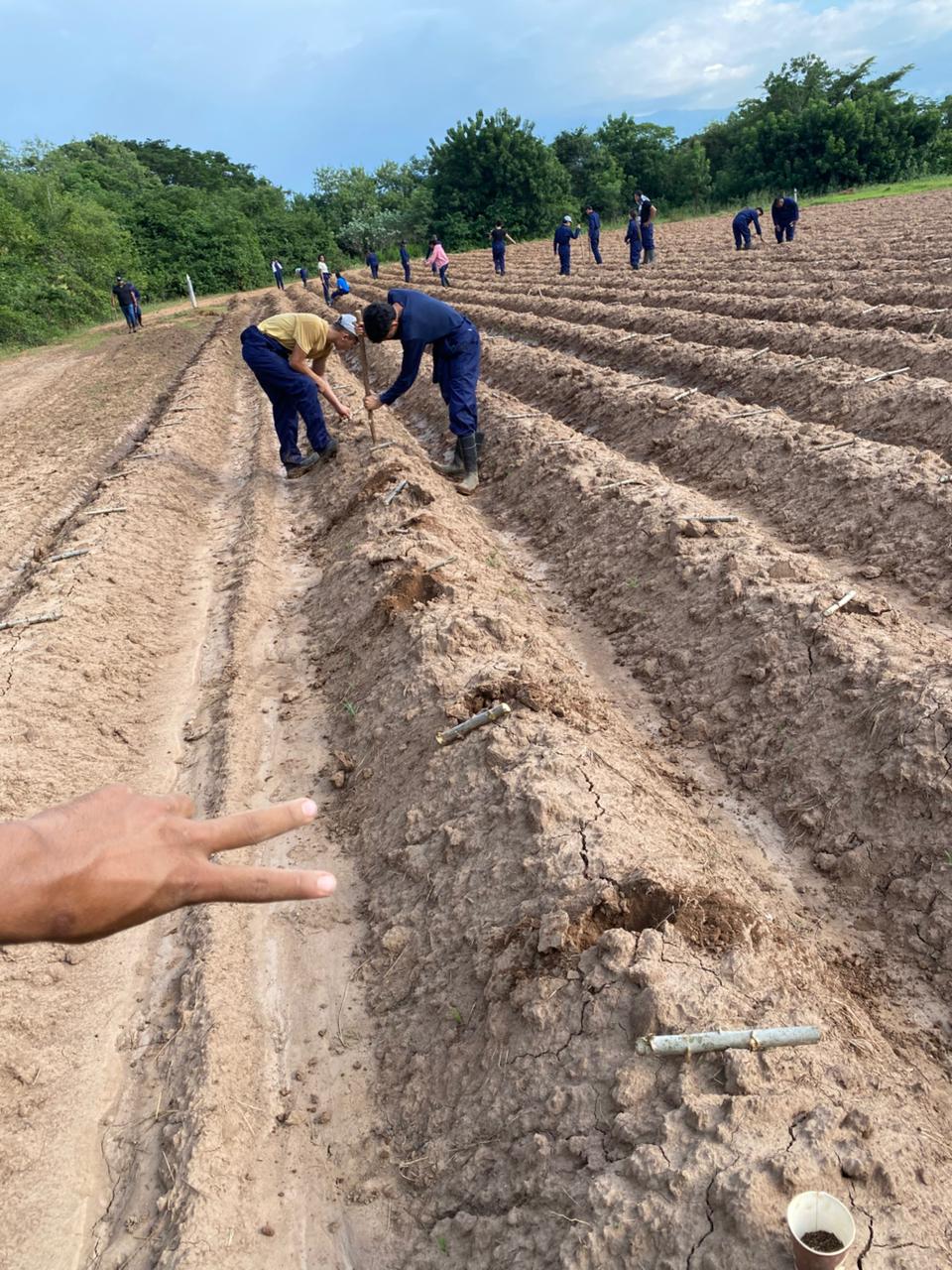 Agrícola 1