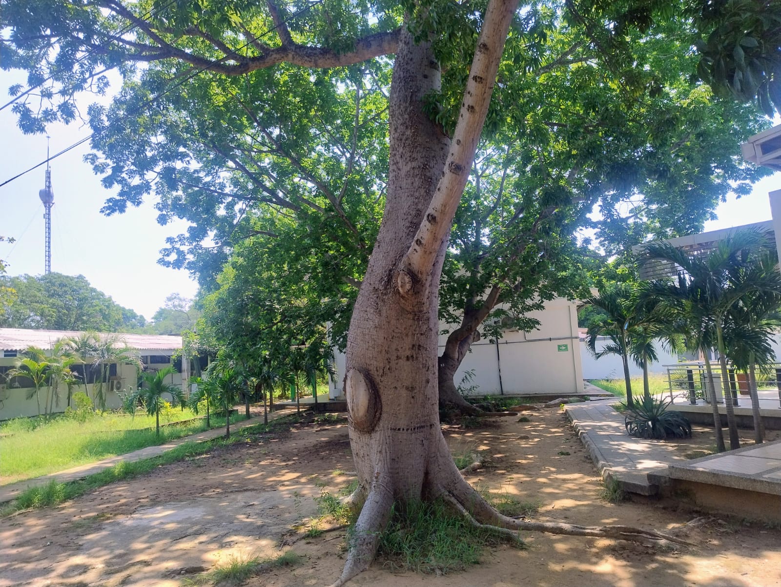 Zona Verde 1